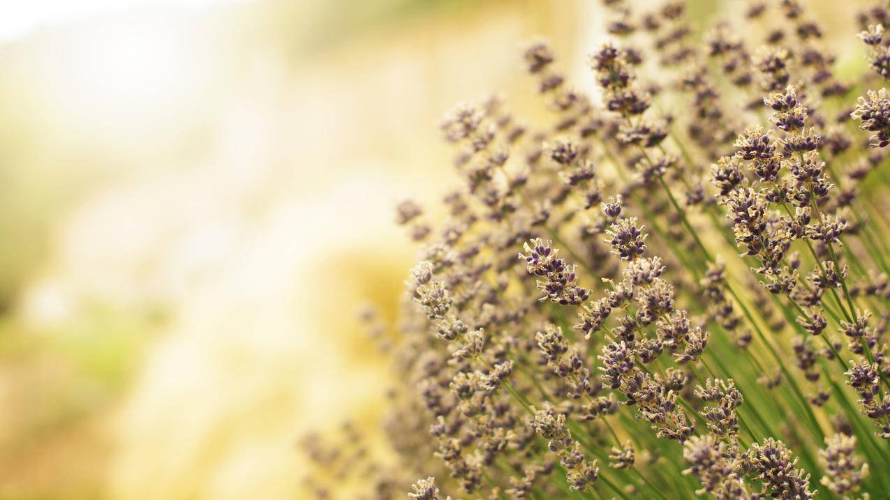 美服苹果id登录显示北京附近登录_苹果怎么登录外服ID - 美国苹果ID - 55dz账号网