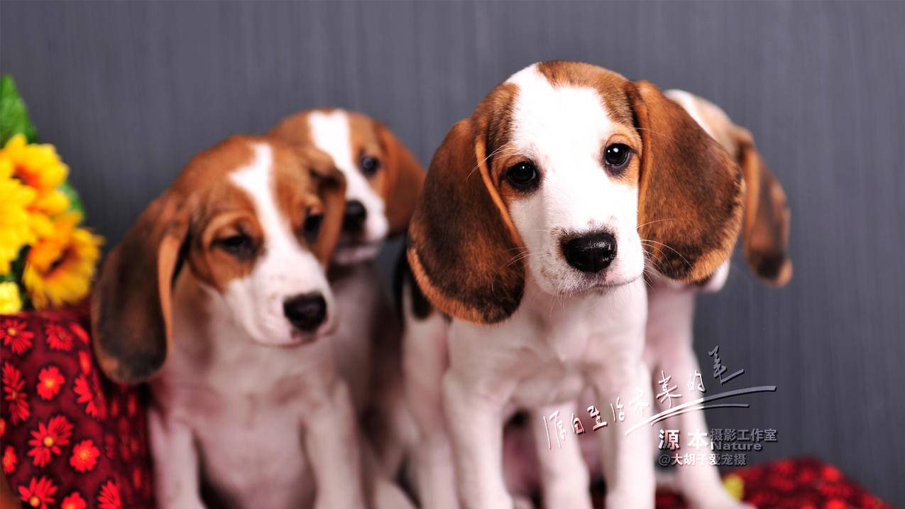 iphone丢失了怎么办 - Apple ID相关 - 55dz账号网