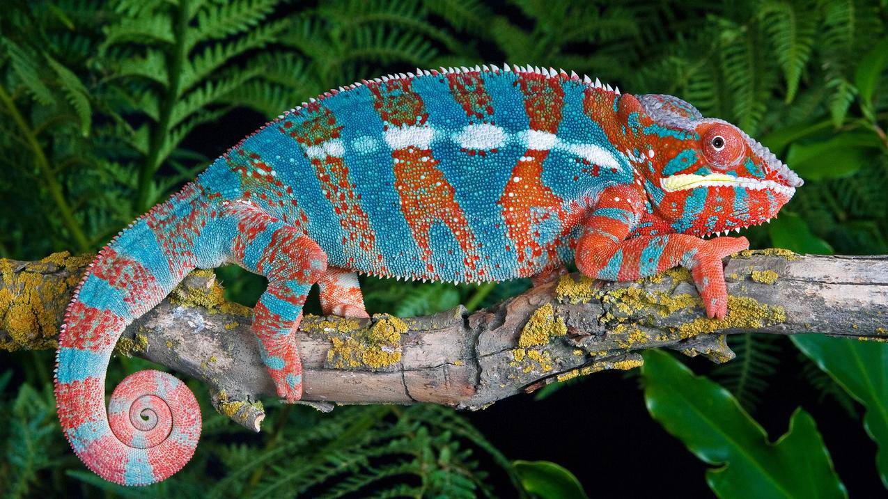 苹果id账号登录_苹果id账号登录不上怎么回事 - 各区苹果ID - 55dz账号网