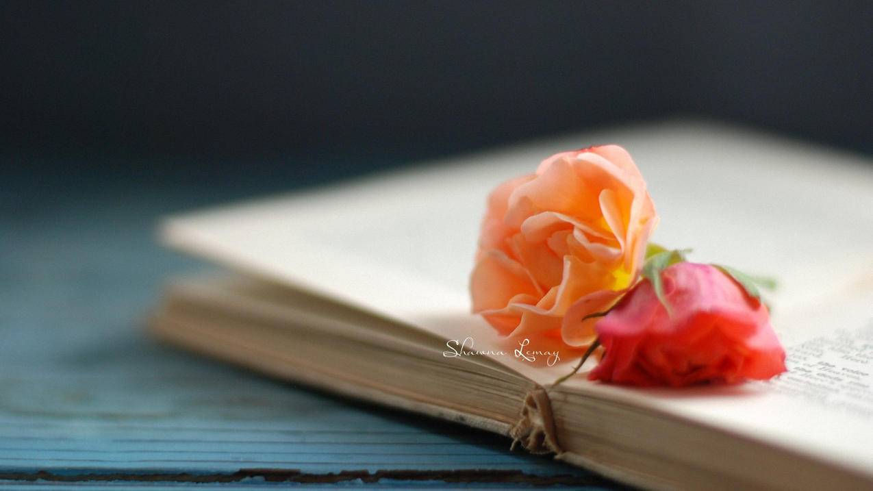 高级网名女生ins风_高级网名女生ins风特殊符号 - INS相关 - 55dz账号网