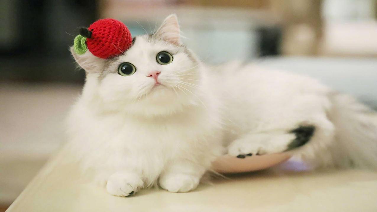 越南苹果id在别处登录请求怎么关闭 - 各区苹果ID - 55dz账号网