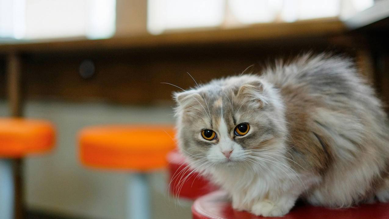 安卓车机下载不了软件_车机下载软件安装不了 - skype相关 - 55dz账号网