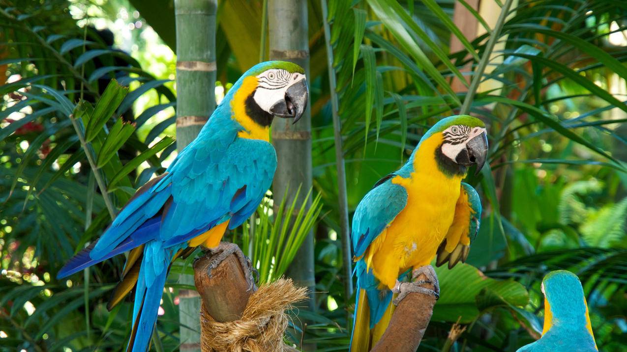 捡的苹果13强制解除id锁? ， 如何强行解除Appleid锁  - 55dz账号网