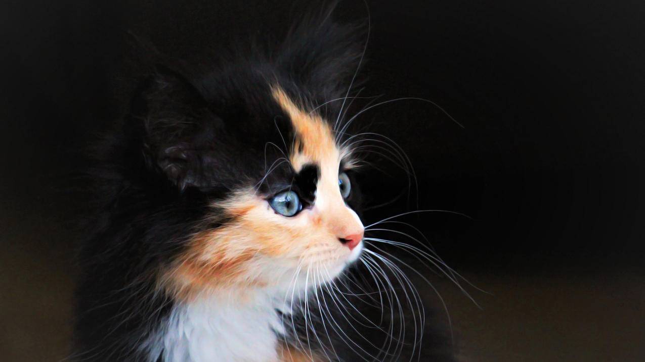 韩国苹果id显示信任的设备不可用_苹果id显示信任的设备列表不可用什么意思 - 韩国苹果id - 55dz账号网