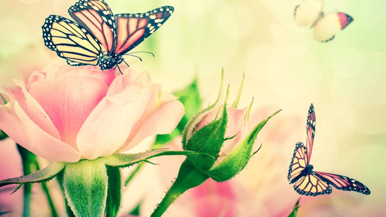 平板更新appleid设置_ipad更新appleid设置 - 各区苹果ID - 55dz账号网