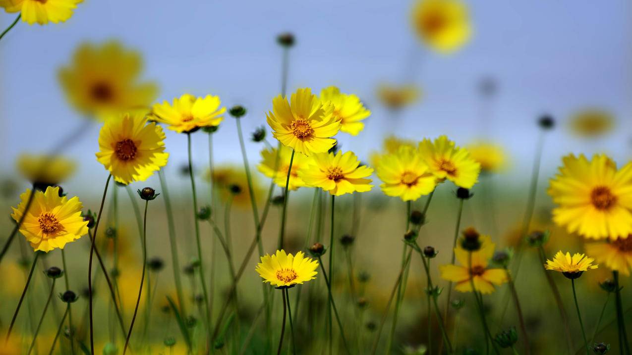 为什么163邮箱收不到验证码_163邮箱登录收不到验证码 - gmail相关 - 55dz账号网