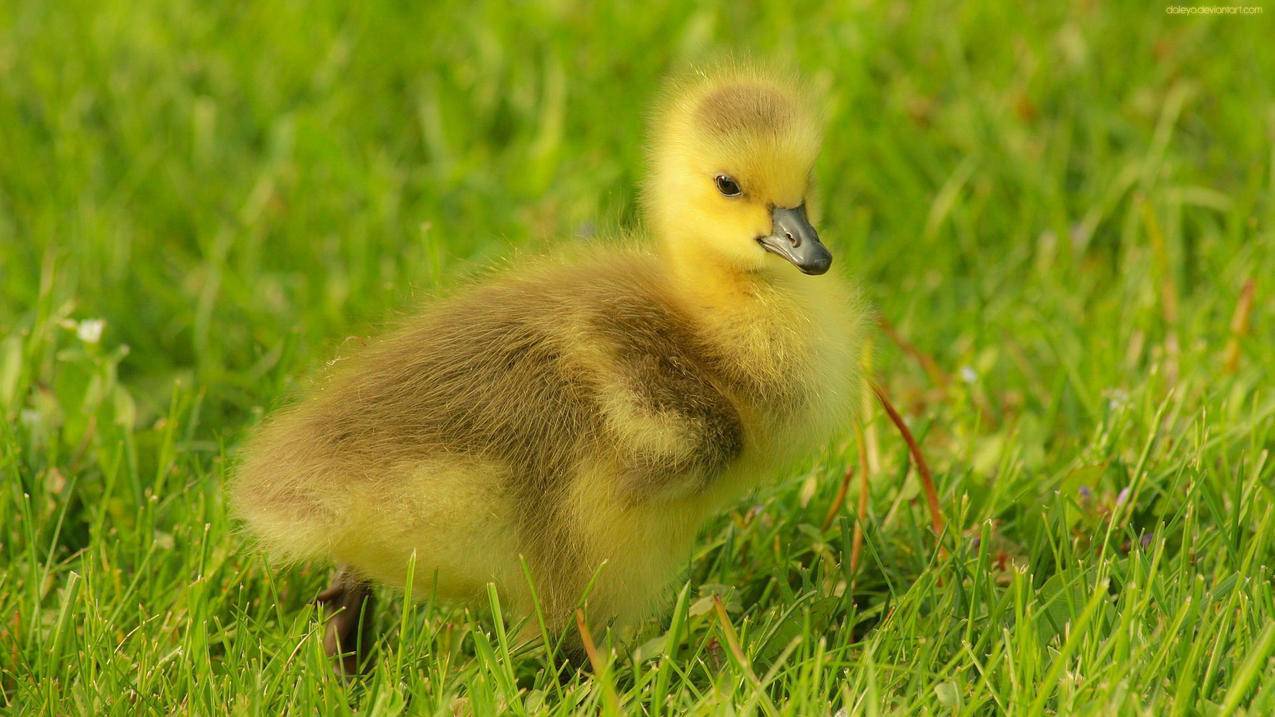 facebook电商运营面试_facebook运营是什么工作 - facebook相关 - 55dz账号网