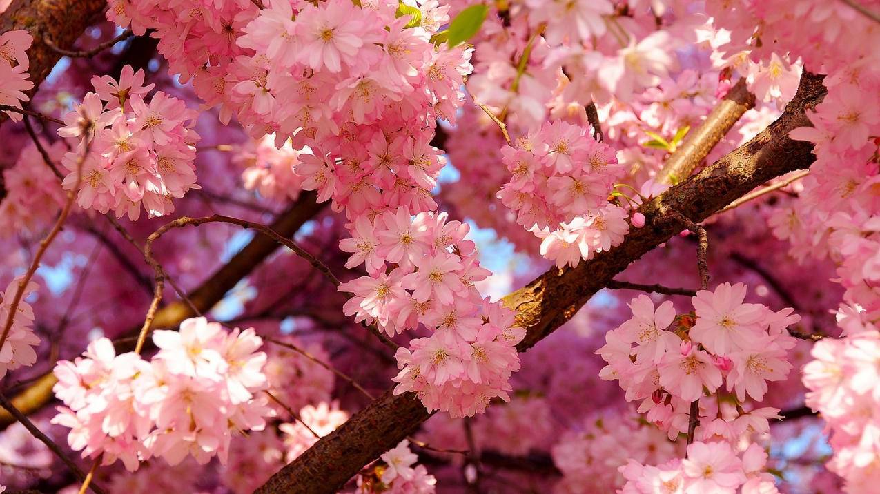 clash官网安卓_clash安卓app - clash相关 - 55dz账号网