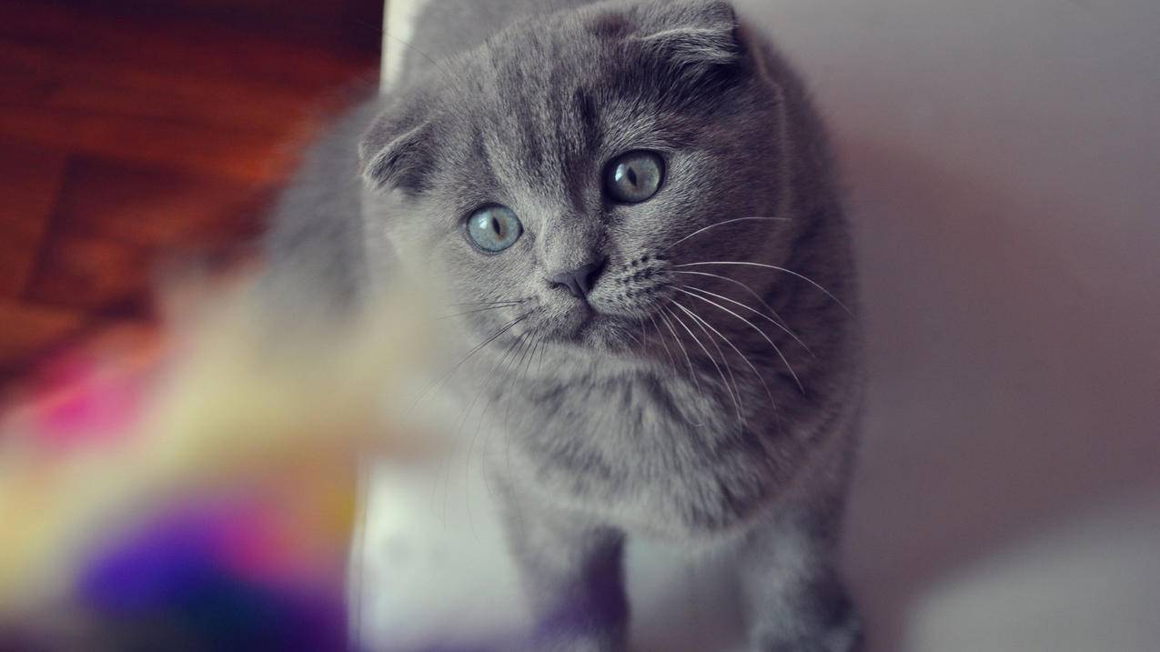 capcut中文版下载_capcut电脑版 - capcut相关 - 55dz账号网