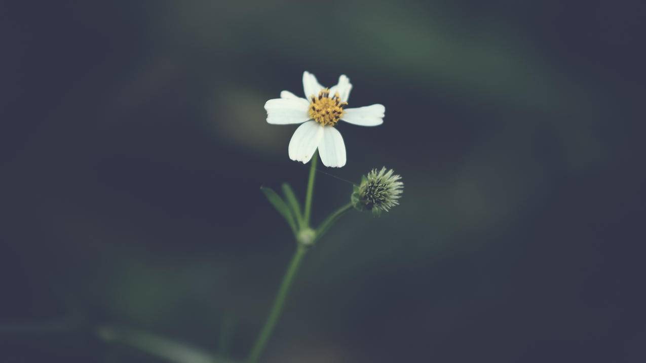 如何在初中数学教学中实现深度教学？ - 初中教育 - ks24小时自助