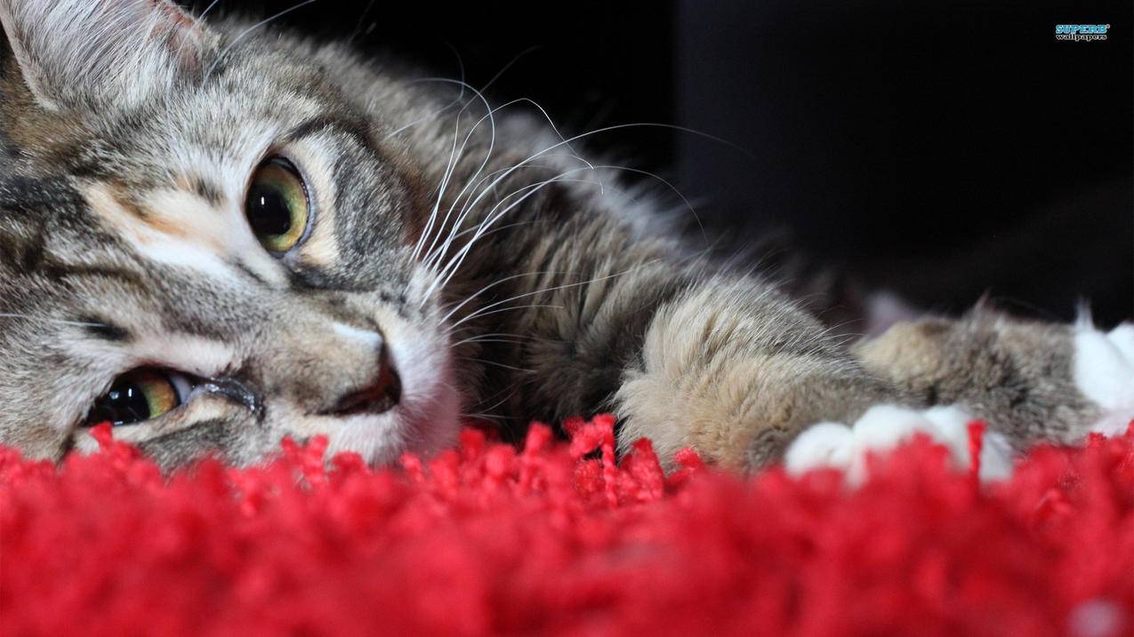 小米手机安装谷歌服务框架怎么安装?  ( 小米怎么安装谷歌浏览器 ) - 55dz账号网