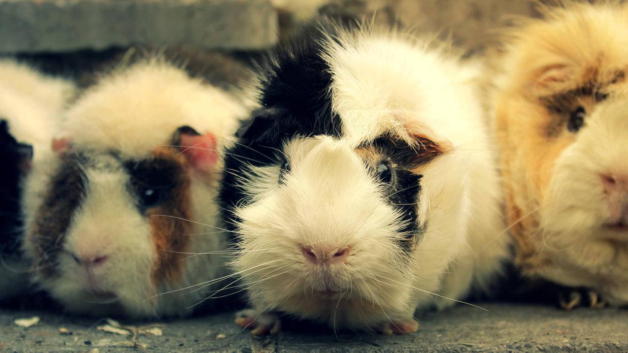 为什么国内9价只能26以下_为什么国内不能打9价 - gmail相关 - 55dz账号网