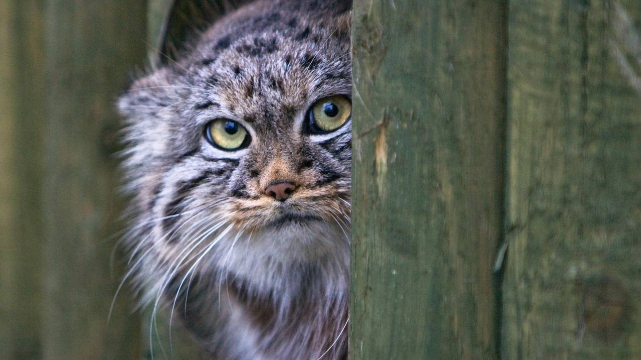 越南apple id安全问题答案忘了怎么办 - 各区苹果ID - 55dz账号网