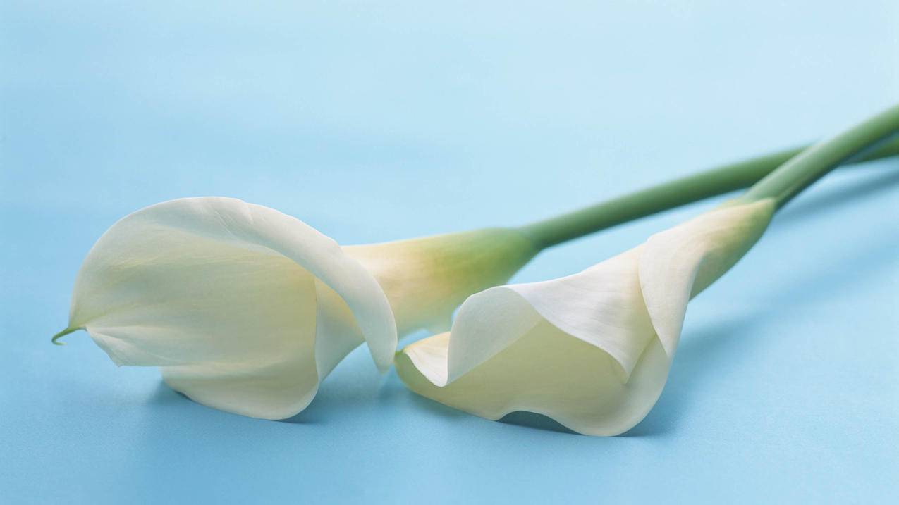 小火箭代理共享是要同一个wifi吗  ( 小小火箭电脑版下载,手游PC版单机版介绍_小小火箭电脑版下载,手游PC版单机版是什么 ) - 55dz账号网