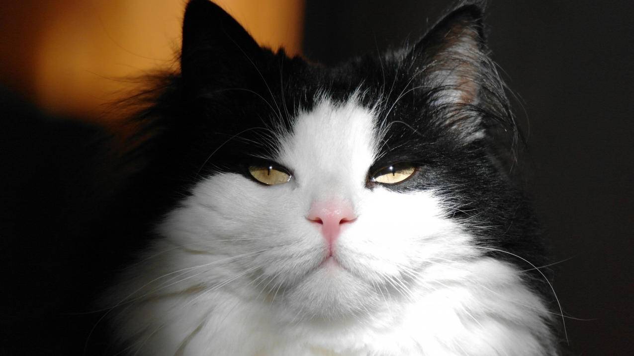 电风扇插头脱落或丢失如何自行修复？ - ks自助平台 - ks业务下单