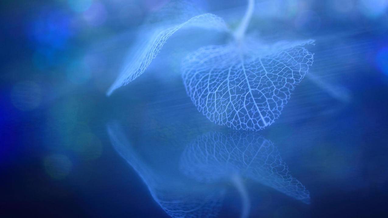 react和zoom哪个好_react跟zoom - zoom相关 - 55dz账号网