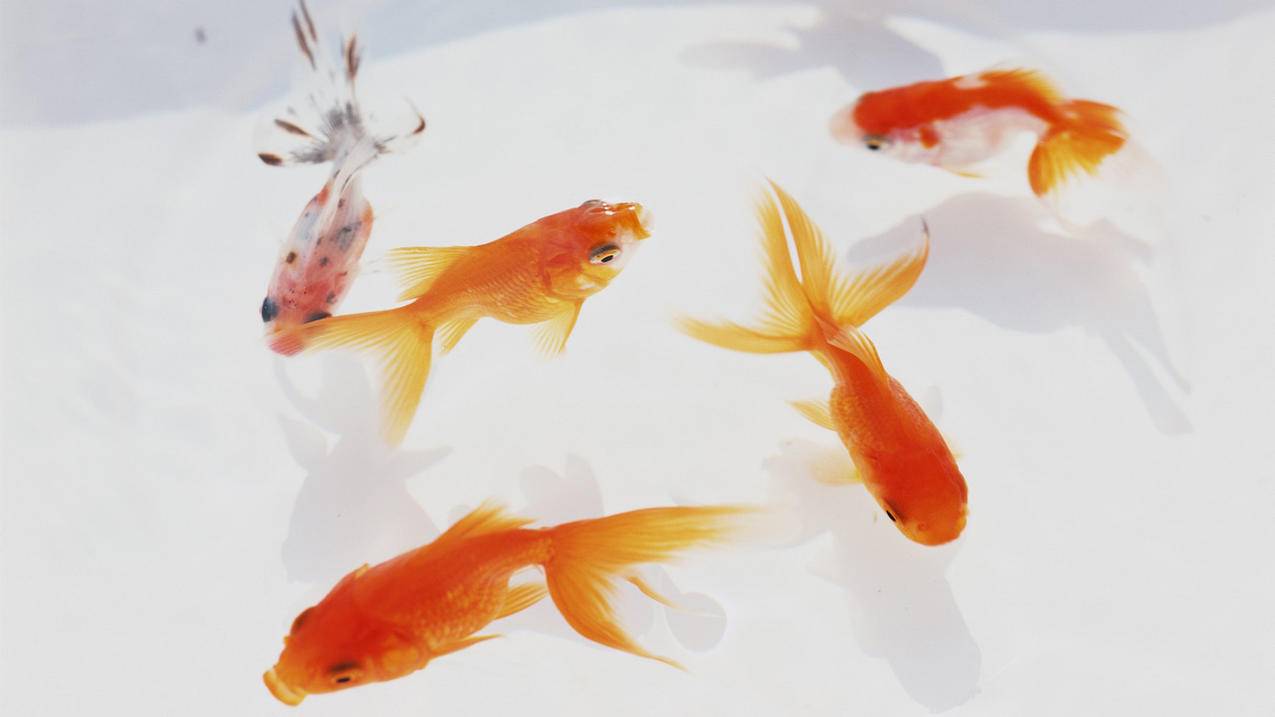 苹果id密码忘了手机号也不用了怎1? ， 苹果id密码忘了 绑定手机号也不用了 怎么办  - 55dz账号网