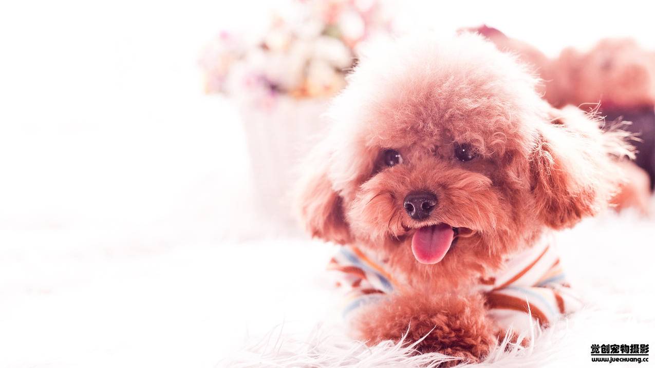 民宿如何运营小红书分销 - 网络资讯 - ks业务下单