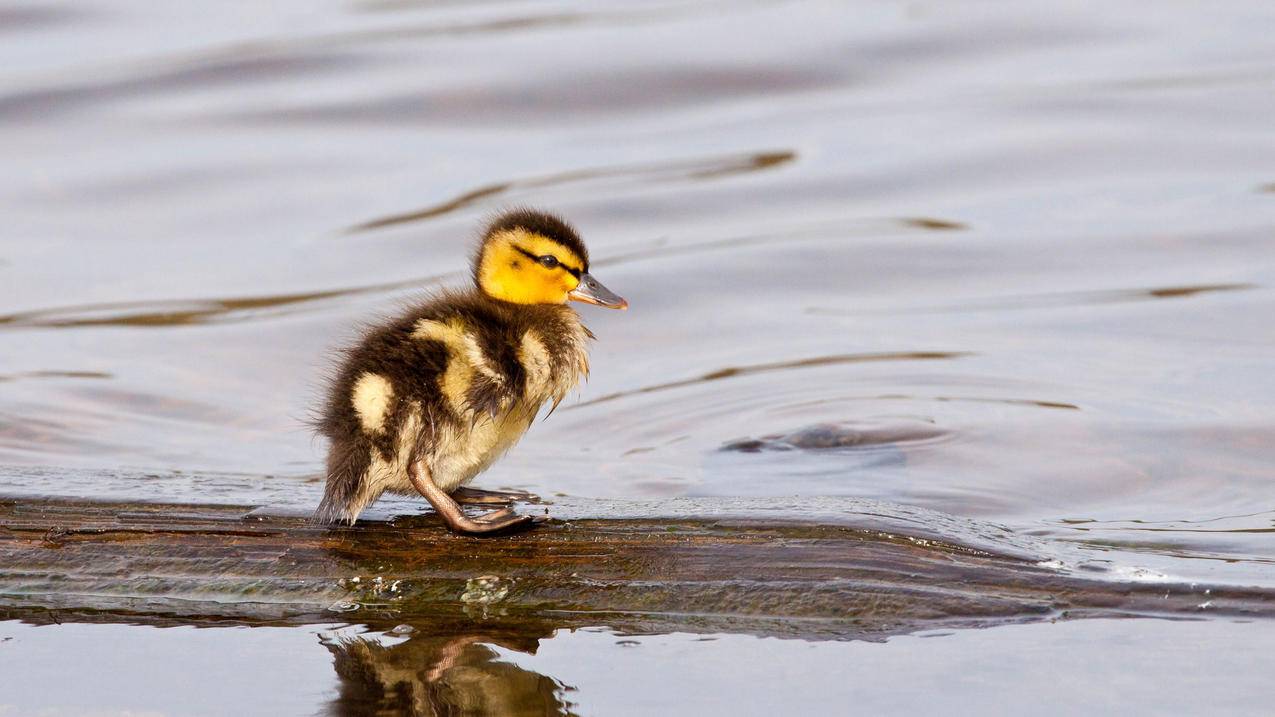 苹果id可以不要手机号吗。 ， 安卓手机可以直接注册苹果ID账号吗?  - 55dz账号网