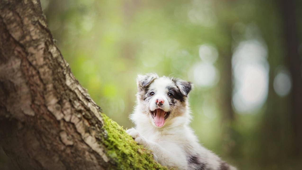 海外抖音tiktok现状_海外版抖音tiktok前景 - 苹果APP下载 - 55dz账号网