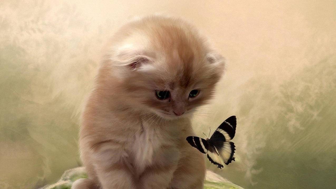 香港appleid更换有什么后果_苹果id在香港更改不回去 - 香港苹果ID - 55dz账号网