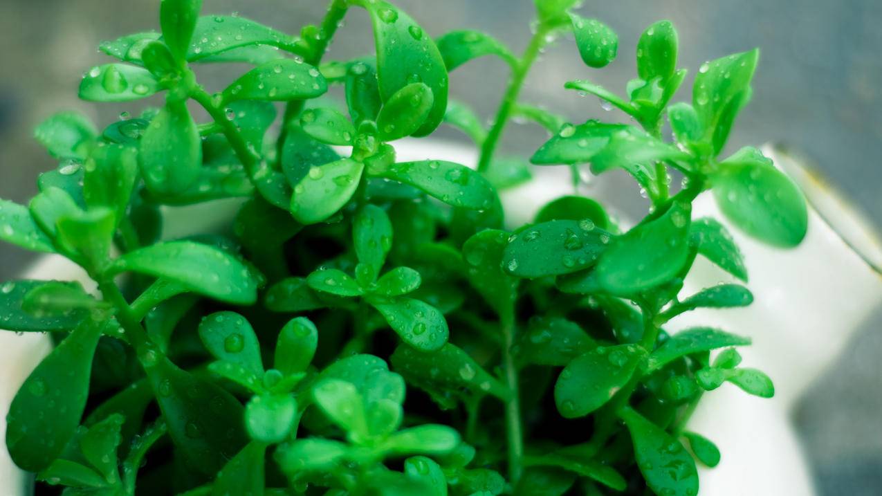 越南apple id无法解锁此iphone怎么办 - 各区苹果ID - 55dz账号网