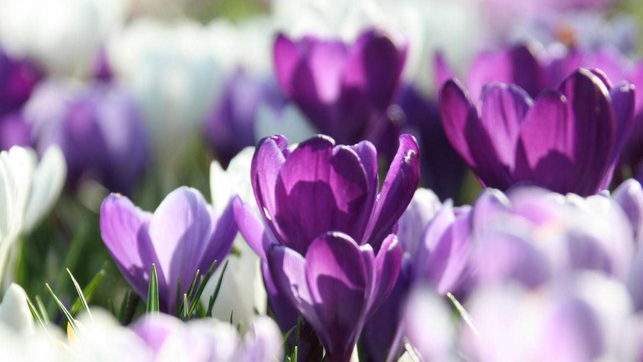 tiktok破解版无需拔卡版本安装包_tiktok破解版下载安装 - tiktok相关 - 55dz账号网