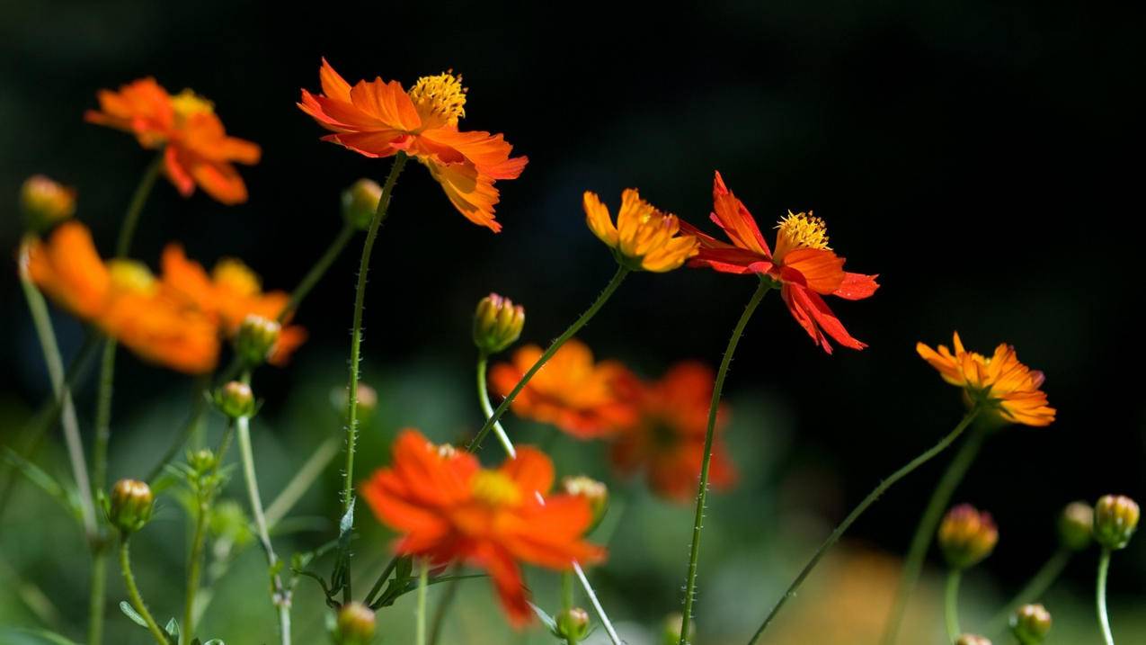 魔兽世界 在AH倒卖什么挣钱快?  ( WOW虚空火箭哪里买? ) - 55dz账号网