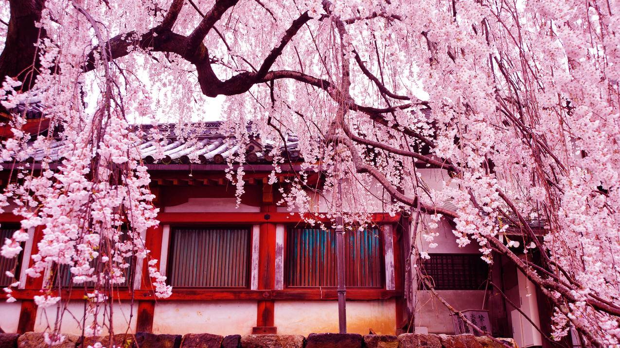 zoom会议转录文件在哪_zoom怎么发送文件 - zoom相关 - 55dz账号网