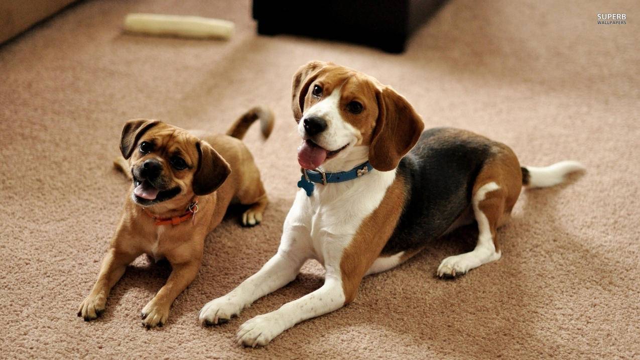 手机appleid怎么注销_苹果appleid怎么注销 - Apple ID相关 - 55dz账号网