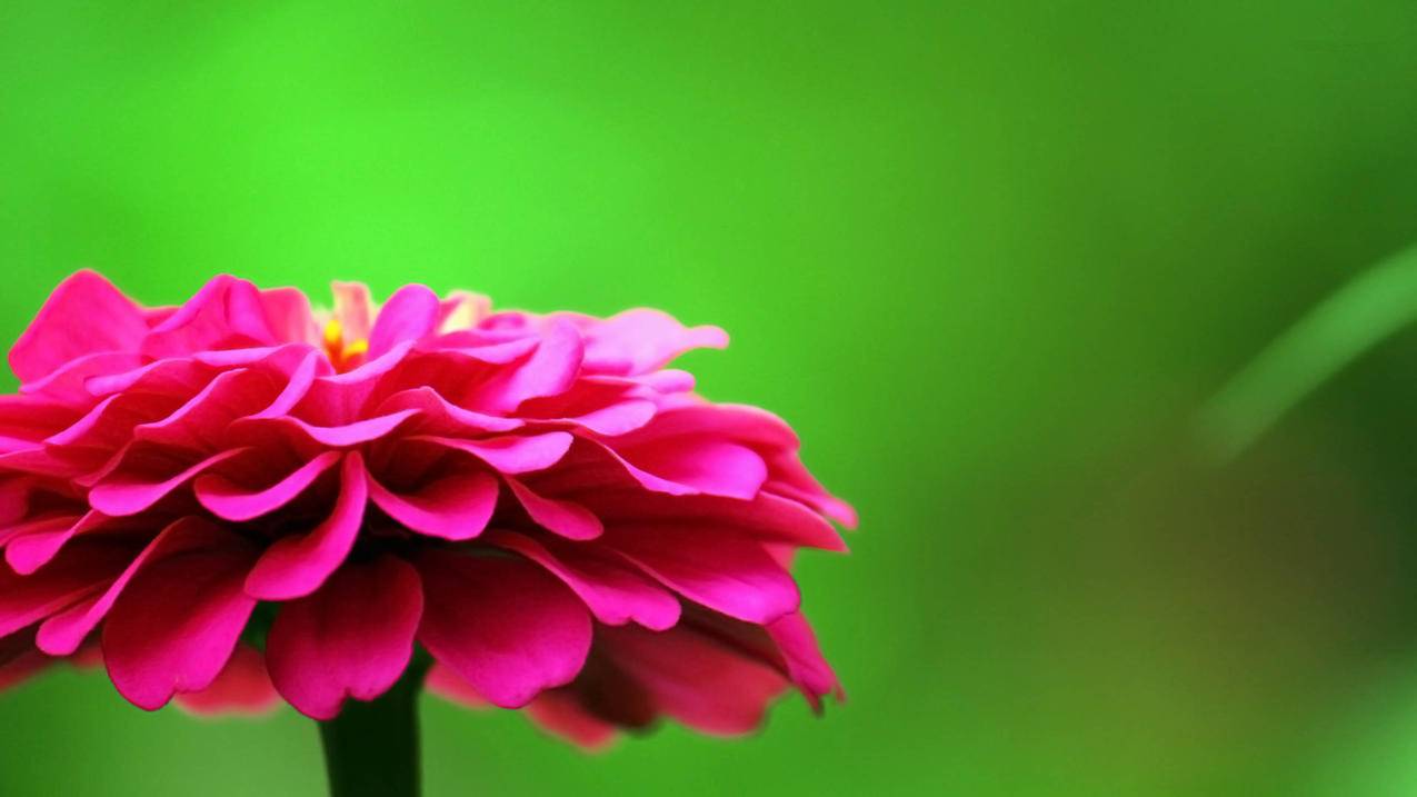 卡盟平台刷抖音粉丝代理,快手真人刷赞,快手低价秒刷播放网址