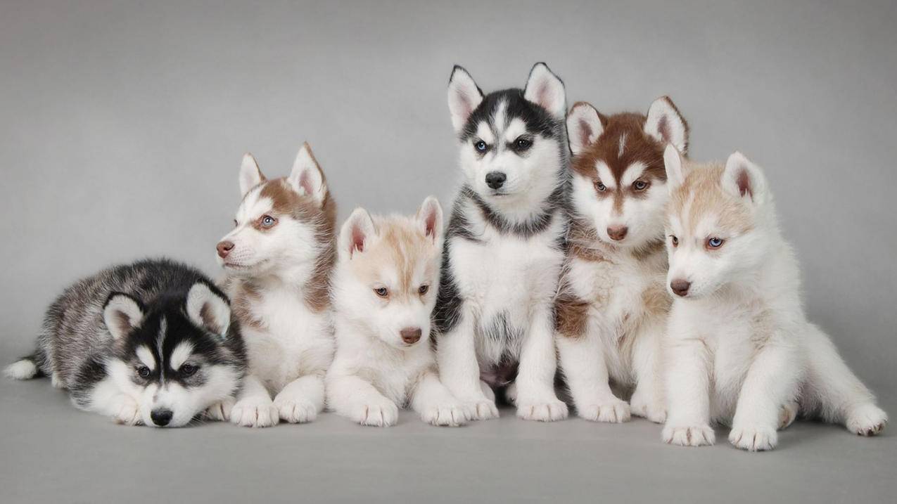 创建菲律宾苹果id被闪退是什么原因 - 各区苹果ID - 55dz账号网