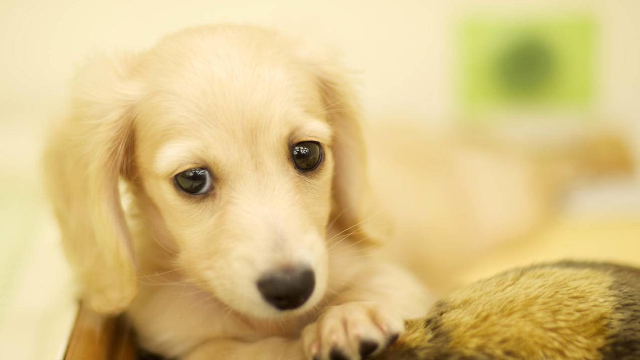 越南苹果id检查怎么弄 - 各区苹果ID - 55dz账号网