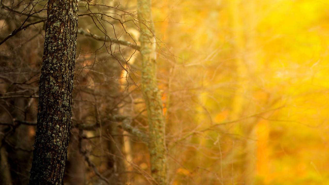 notability备份在iCloud中没有文件夹_notability导入icloud文件 笔记全没了 - IOS分享 - 55dz账号网