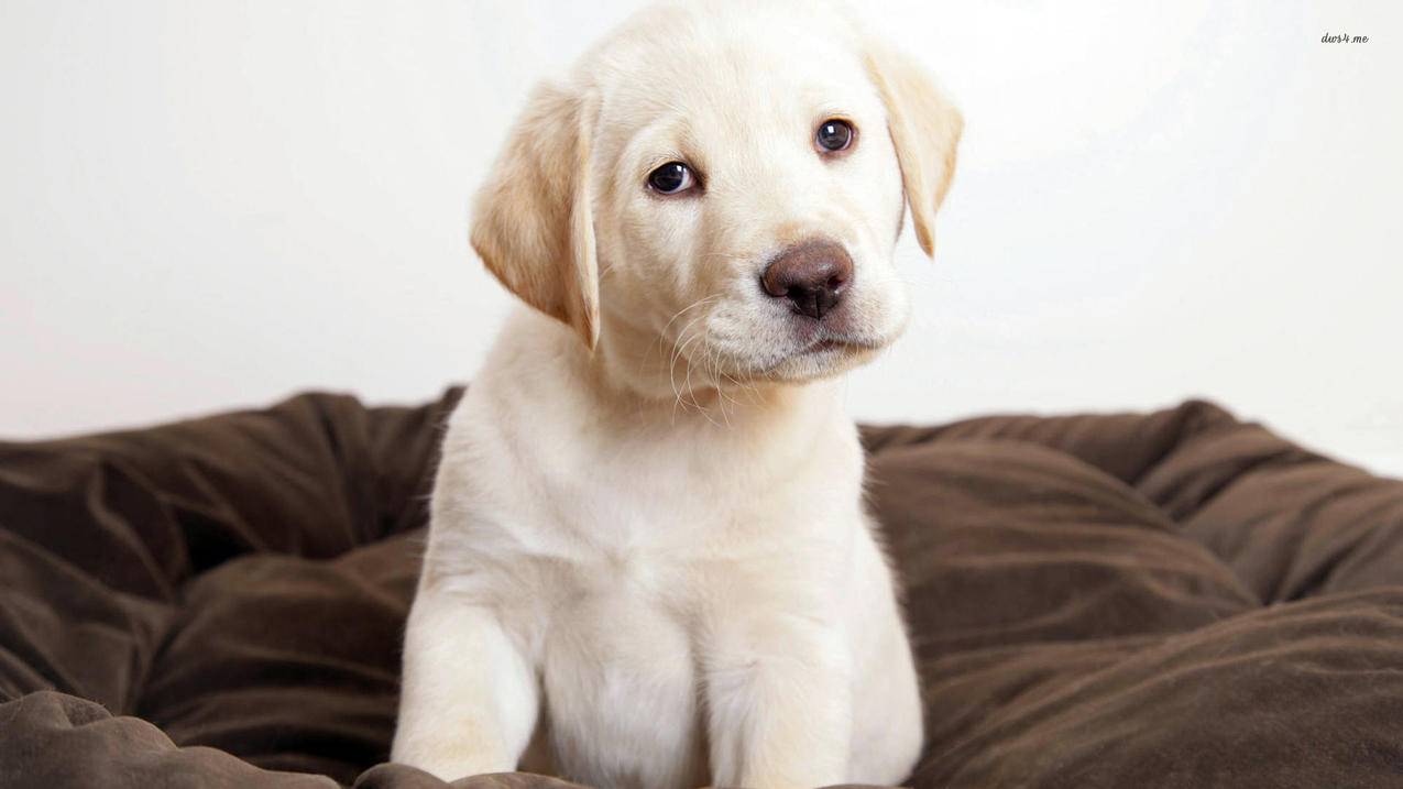 小学生数学幸福卡制作步骤有哪些？ - 小学教育 - ks24小时自助