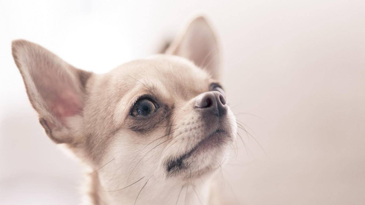 如果督导小学数学怎么办，如何有效指导小学生学习数学？ - 小学教育 - ks24小时自助