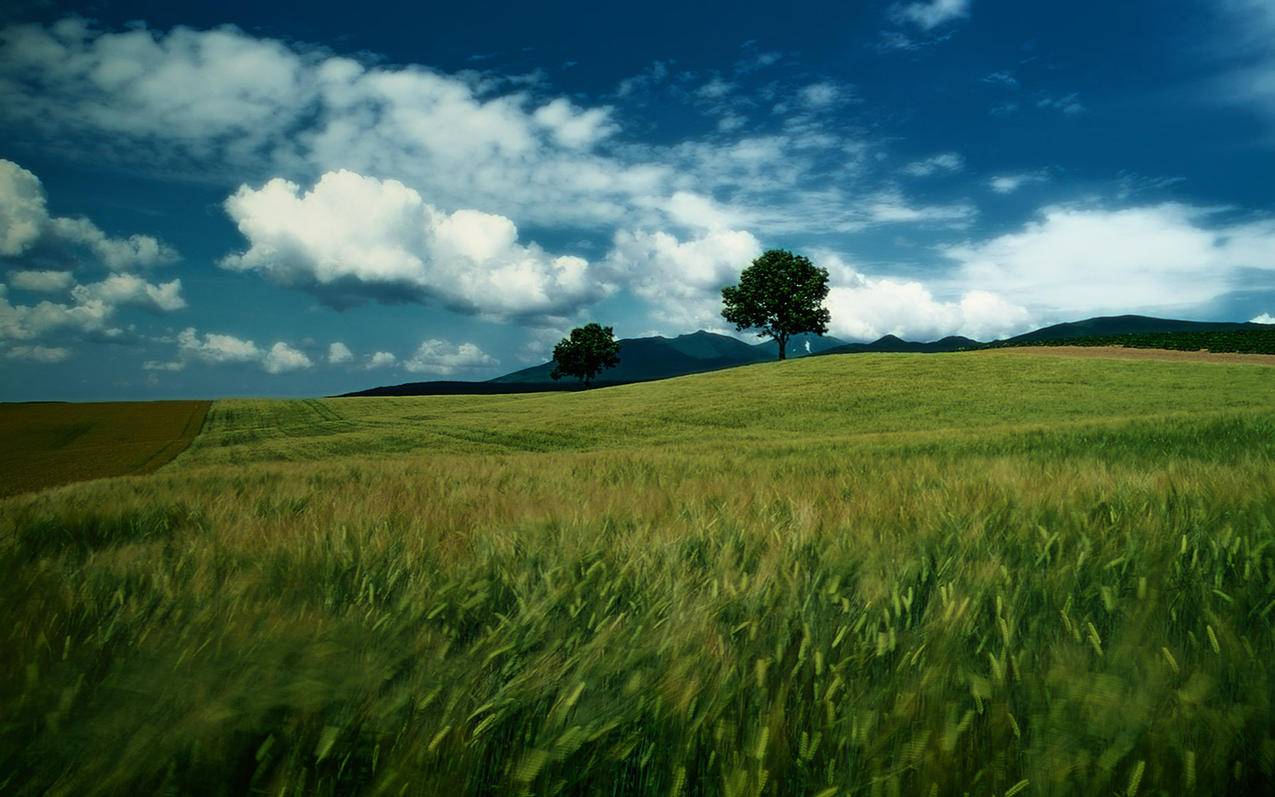 注册英国台湾appleid地址_iphone注册英国id - 台湾苹果ID - 55dz账号网