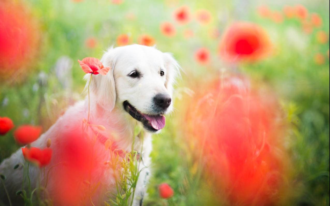 小火箭已购_小火箭已购id - 注册外服方法 - 55dz账号网