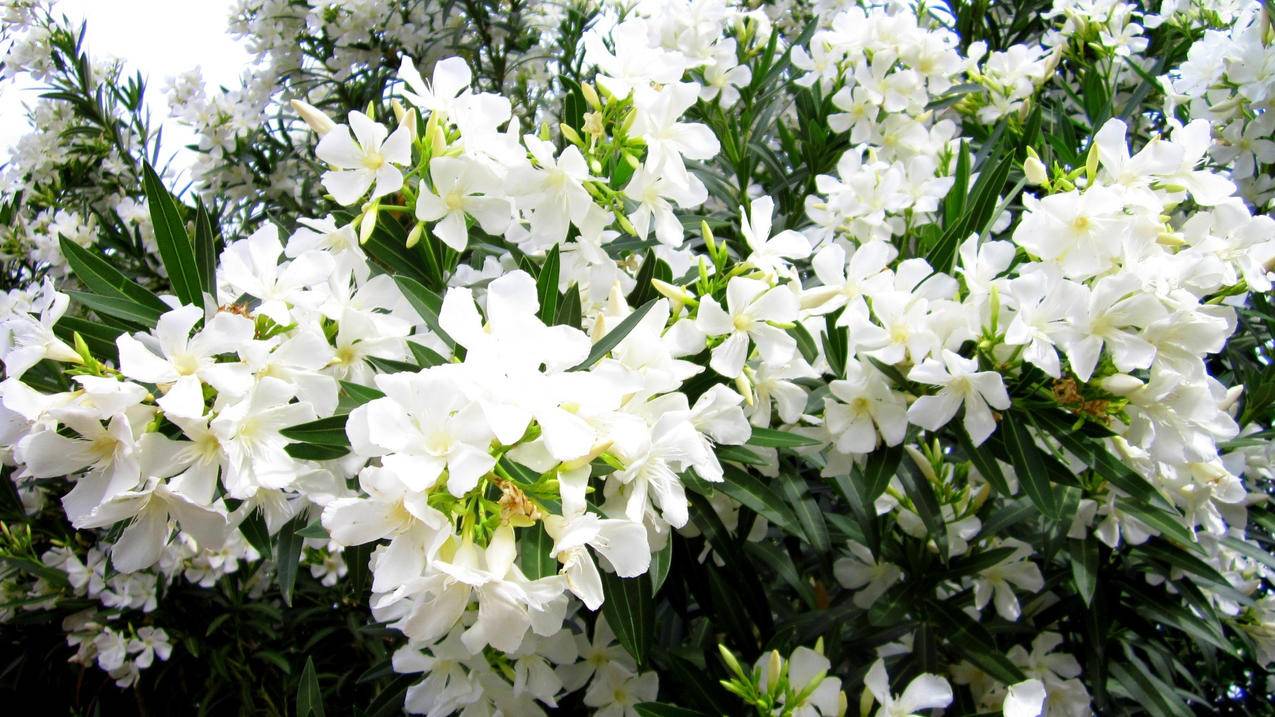 nba2konline2预购卷的机制_NBA2kol2预购规则 - Line相关 - 55dz账号网