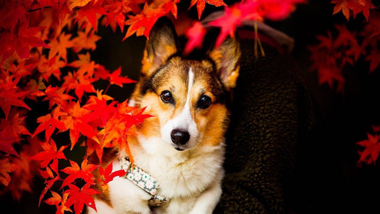 韩国苹果id下载软件出现检查是怎么回事_首次id下载软件为什么要检查 - 韩国苹果id - 55dz账号网