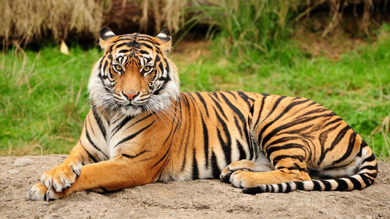 英区Apple ID账号免费分享[无需重复申请]_海外appleid