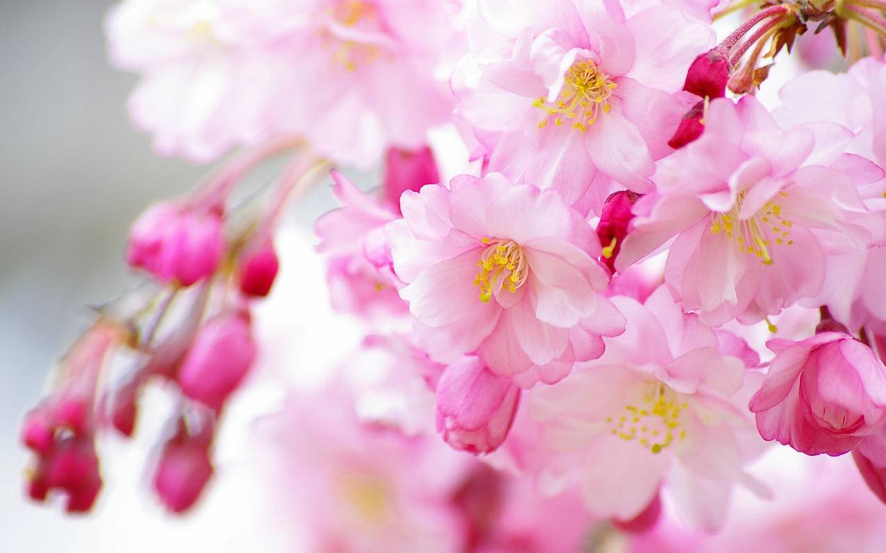 tiktok海外版抖音_tiktok海外版抖音苹果版下载 - tiktok相关 - 55dz账号网