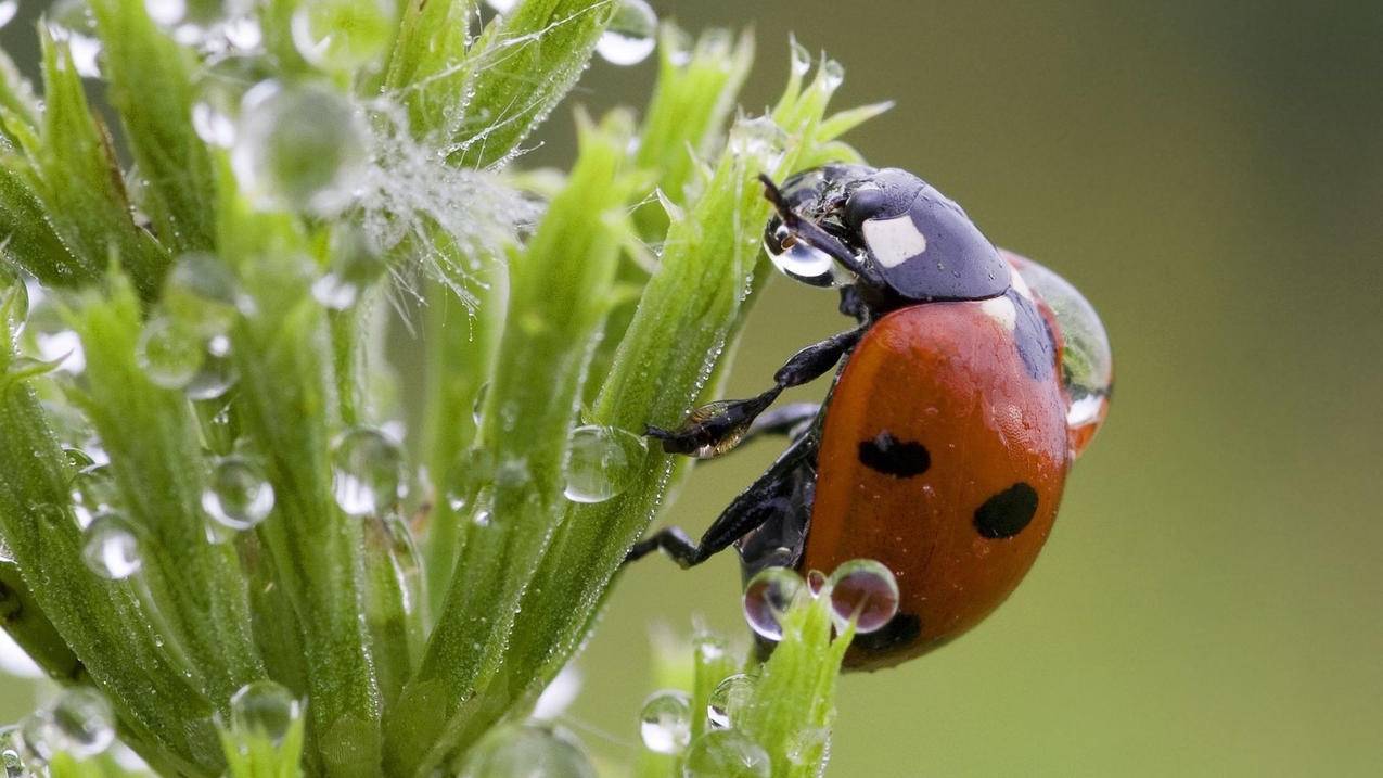 千川如何申请口碑分豁免？ - ks自助下单 - ks业务下单