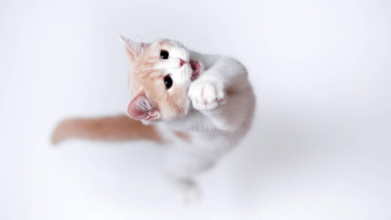 nba2k20手游编辑球员合同_nba2k20手机版怎么修改球员合同 - IOS分享 - 55dz账号网