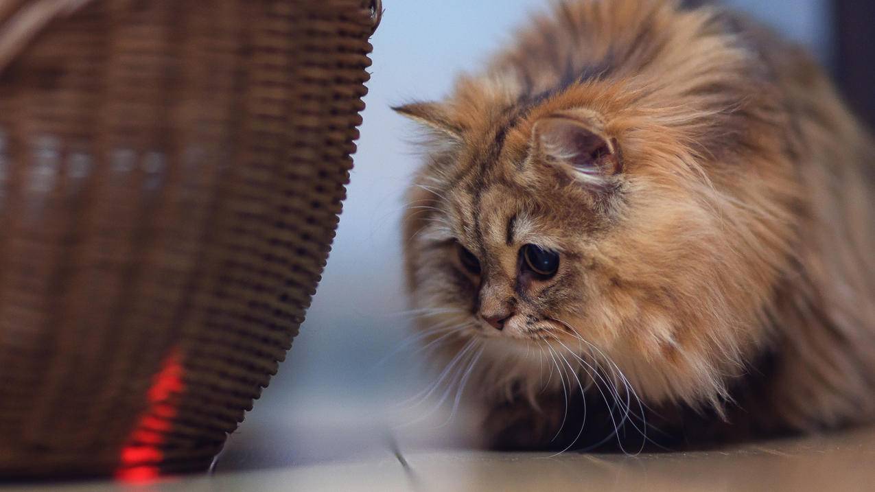 qq自动刷赞平台 - qq刷赞平台全网最低价啊豪qq刷网站在线,qq空间粉丝关注刷软件,刷网页人气软件