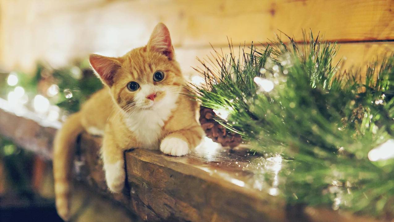 登录appleid无法验证身份_appleid无法验证身份 又忘记密码 - Apple ID相关 - 55dz账号网