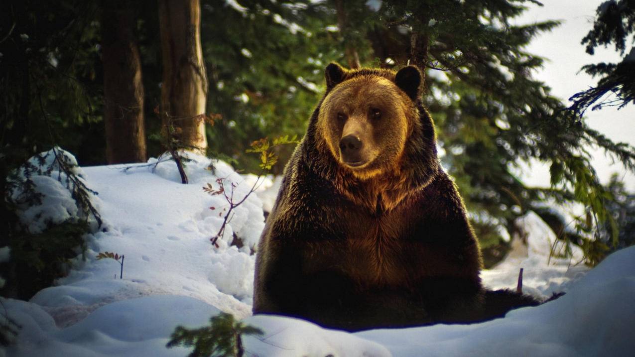 抖音算什么媒体平台-dy业务网