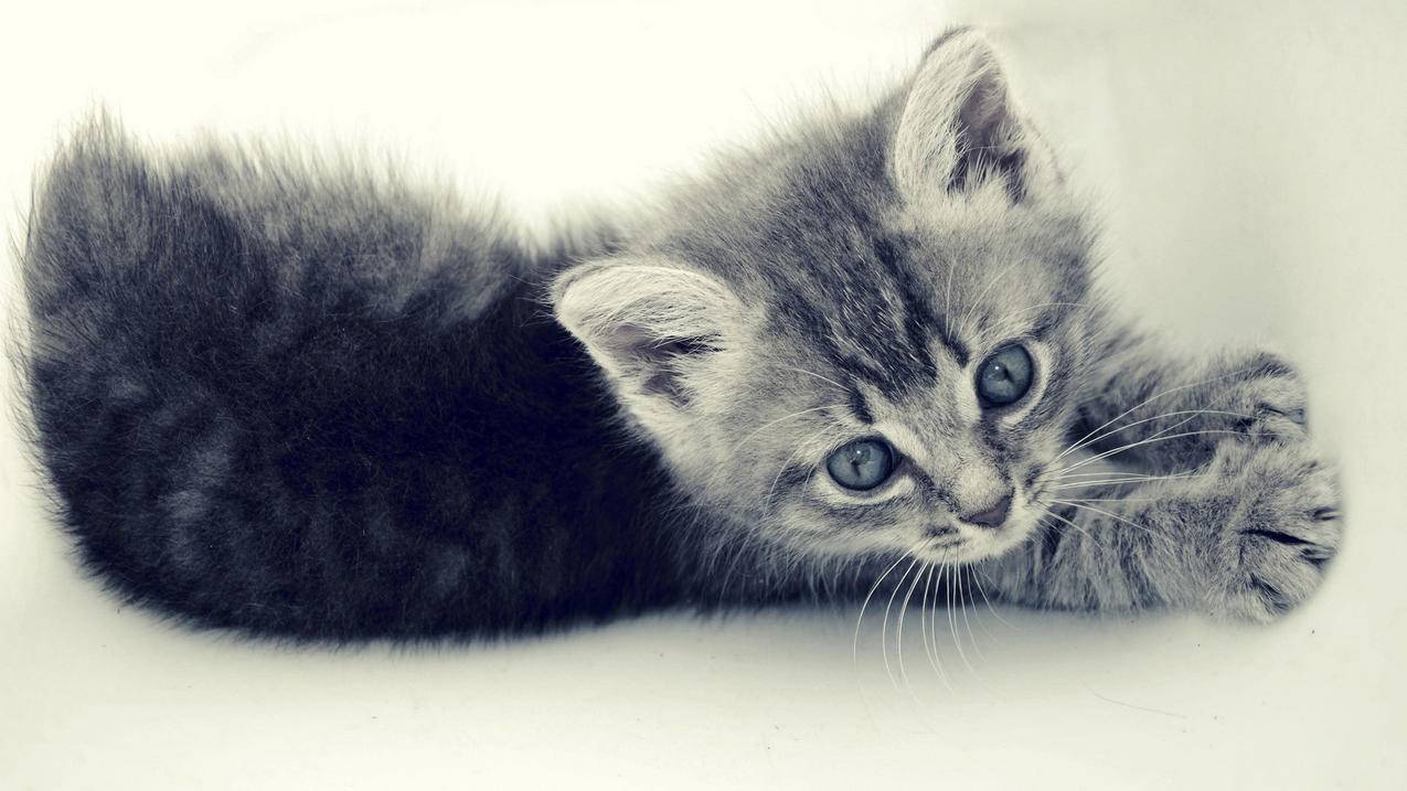 越南苹果id账号名字可以修改吗 - 各区苹果ID - 55dz账号网