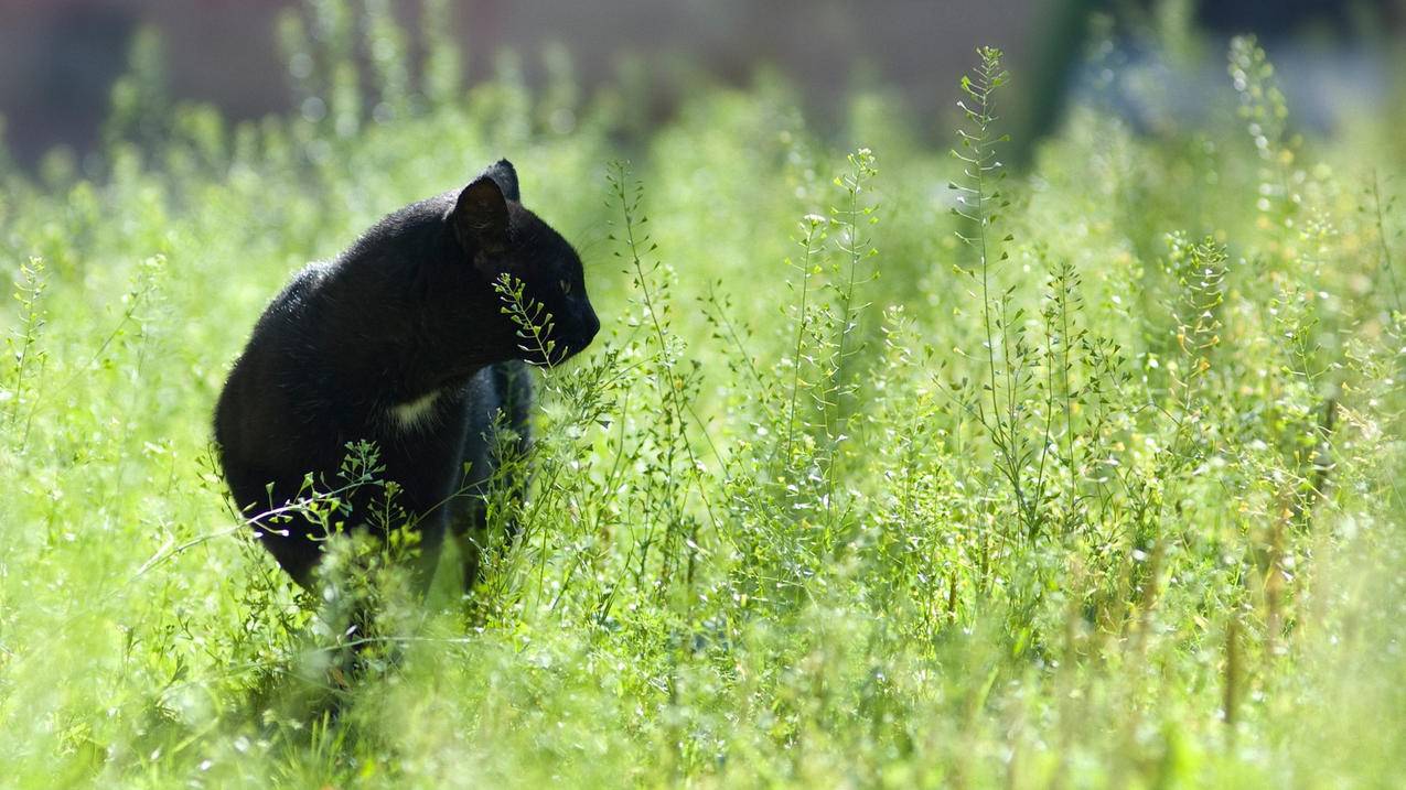 小红书如何挂商品零食 - 自助平台 - dy业务网