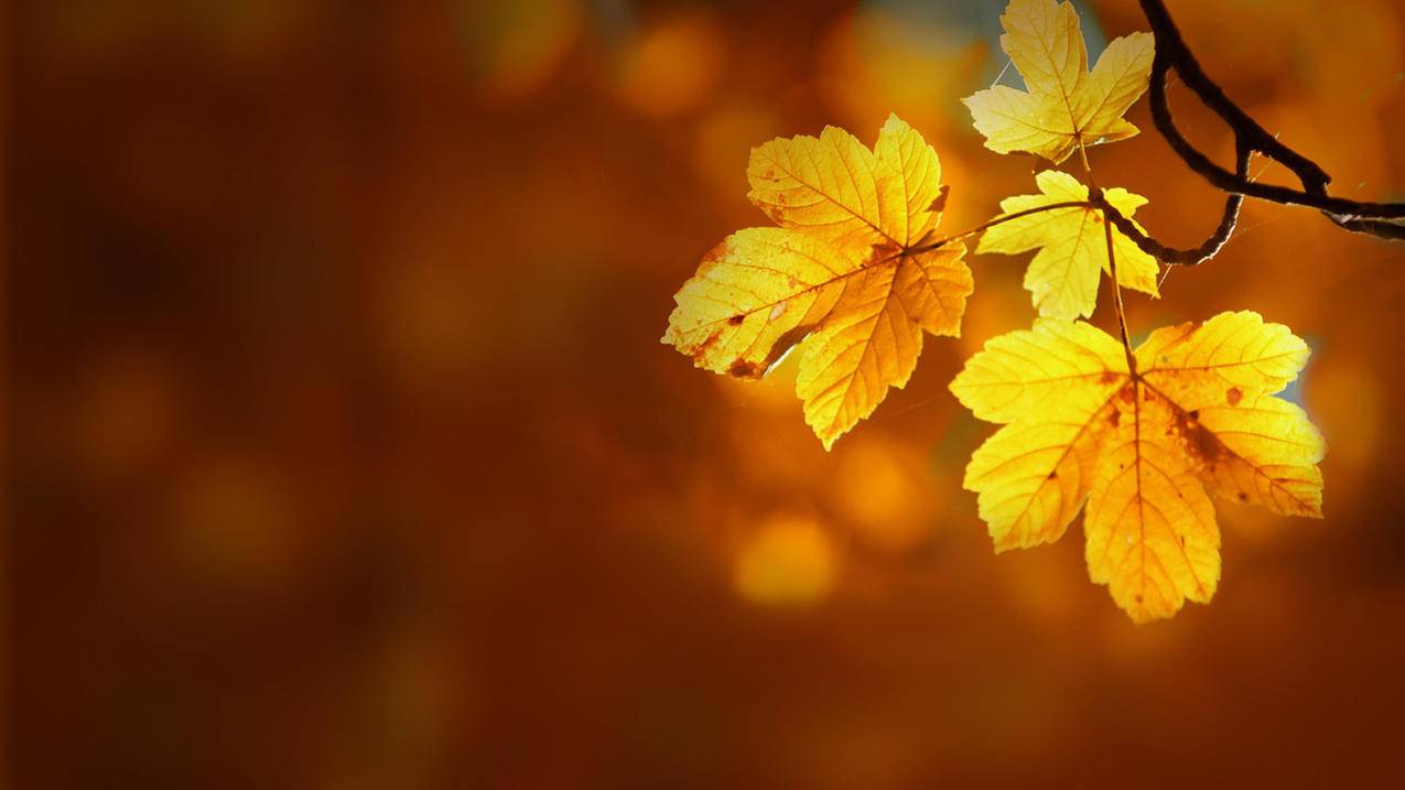 nba2kmobile训练场在哪里_nba2kmobile攻略 - IOS分享 - APPid共享网